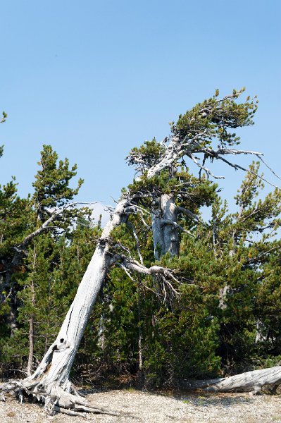 20150824_134805 D3S.jpg - Stunted trees at Crater Lake